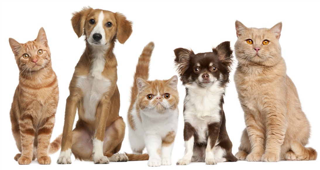 cats-and-dogs-group-new.jpg