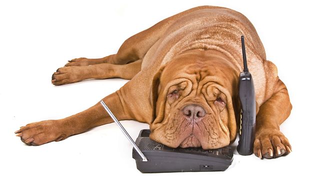 dog-phone-calling-new.jpg