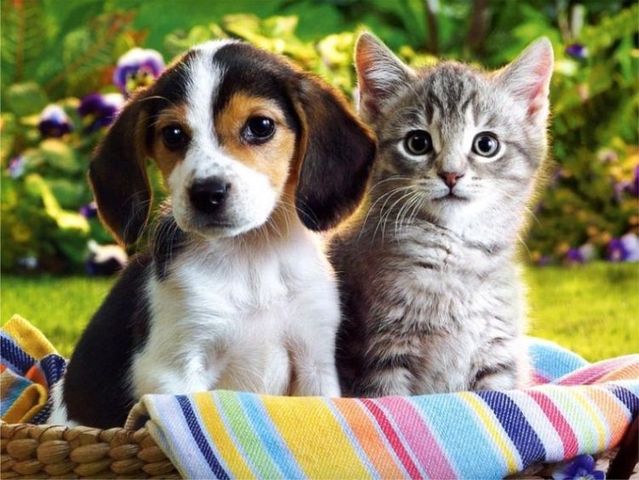 Dogs and Cats: Which Animal is Smarter? | Padonia Veterinary Hospital