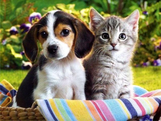 Dogs and Cats: Which Animal is Smarter?