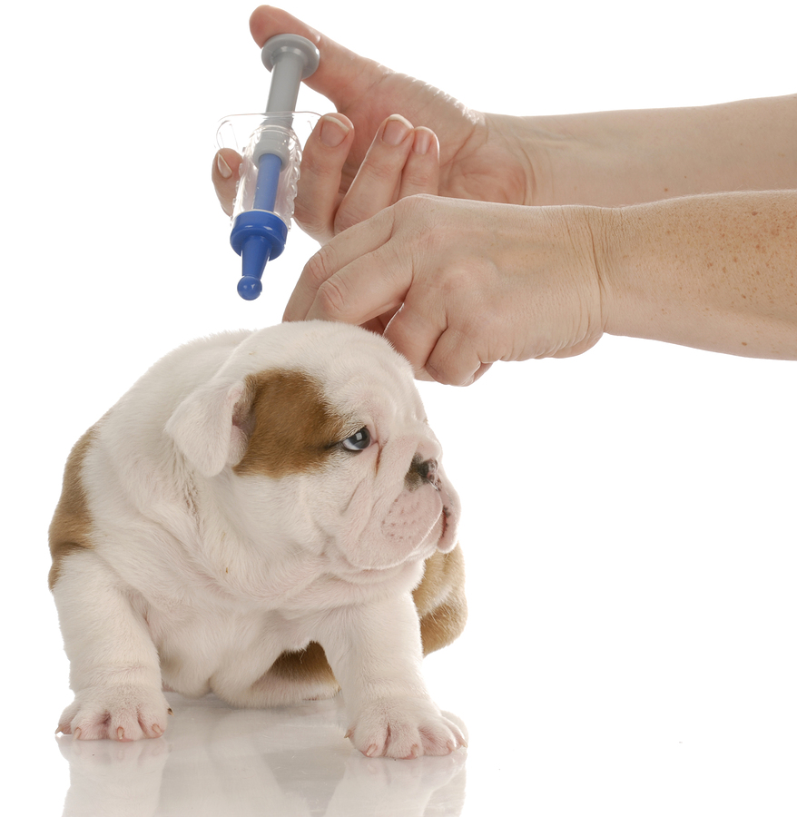 how much does it cost to vaccinate a puppy